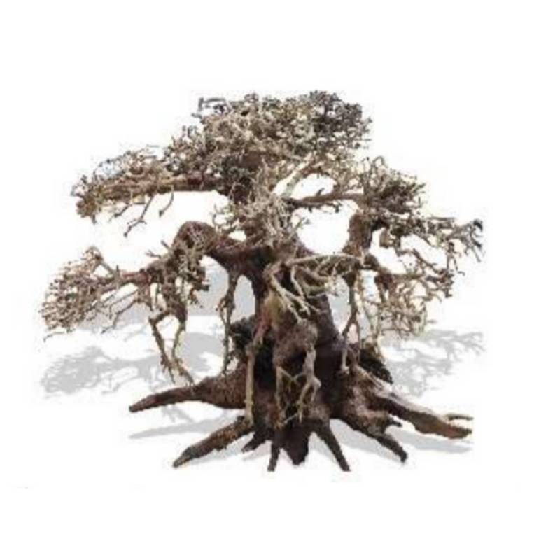 Bonsai Recto