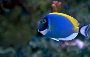 PECES MARINOS - Los Peces más coloridos para tu acuario✔️