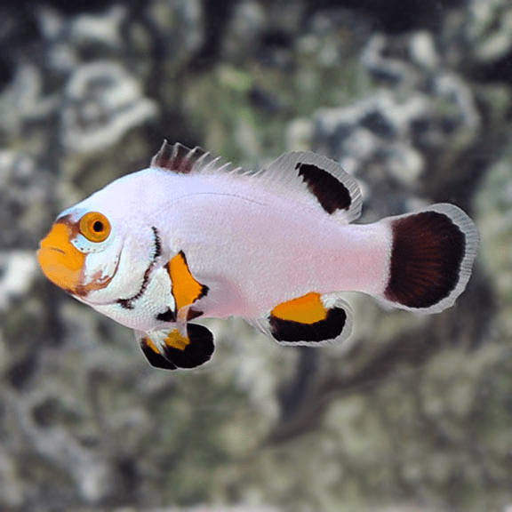 PECES PAYASO ? [[ Los Peces