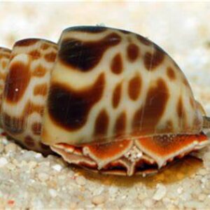 Babilonia Formosae (Caracol)