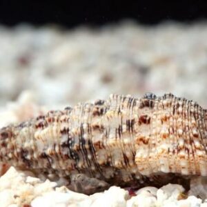 Cerithium sp (Caracol)