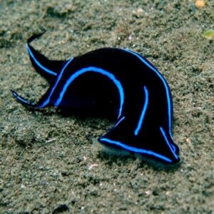 Chelidonura Varians (Dragòn Azul)