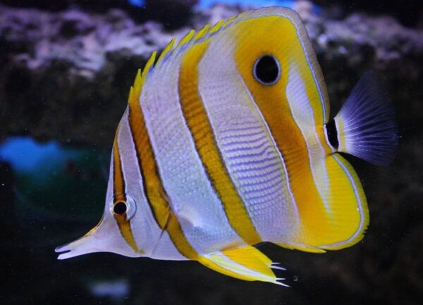 Chelmon Rostratus (Mariposa)