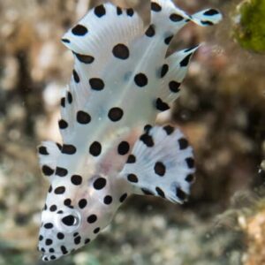 Chromileptes Altivelis (Napoleón)