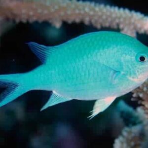 Chromis Viridis (Damisela)