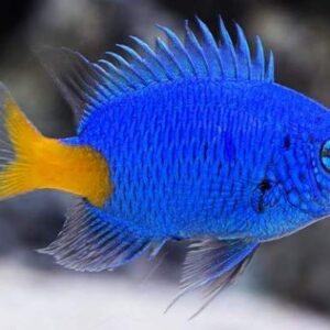 Chrysiptera Parasema (Punto Azul)