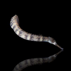 Corythoichthys Intestinalis (Banded pipefish)