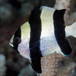 Dascyllus Melanurus (Damisela)