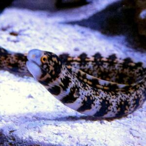 Echidna Nebulosa (Morena)