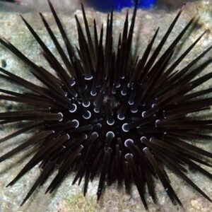 Echinometra Sp (Erizo)