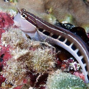 Ecsenius Lineatus (Lineal)