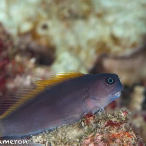 Ecsenius Lividanalis (Mc Cosker)