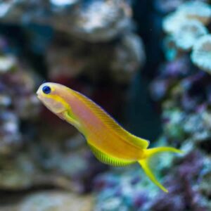 Ecsenius Midas (Amarillo)