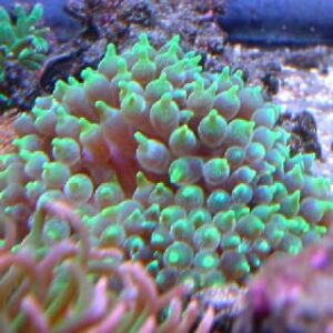 Entacmaea Quadricolor (Verde)