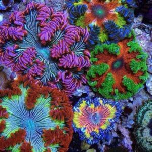 Epictystis Crucifer (Flor)