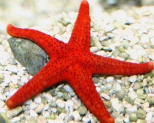 Fromia Milleporella (Estrella)