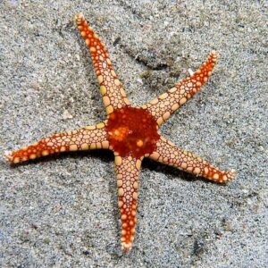 Fromia Monilis (Estrella)