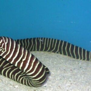 Gymnomuraena Zebra (Morena)