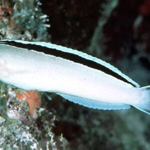 Meiacanthus Smithi (Pez Dragón)