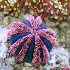 Mespilia Globulus Rojo-Azul