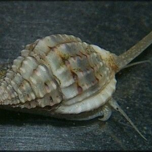 Nassarius Vibex (Caracol)