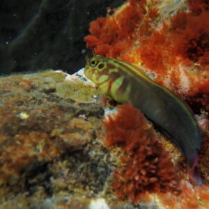 Ophioblennius Atlanticus (Dientudo)
