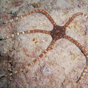 Ophioderma Rubicundum (Estrella)