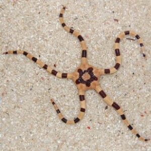 Ophiolepis Superba Zebra