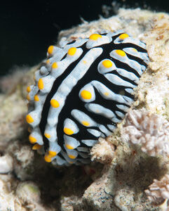 Phyllidia Varicosa (Wart Slug)