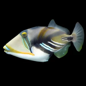 Rhinecanthus Aculeatus (Picasso)