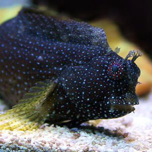 Salarias Ramosus (Pez Cerdo)