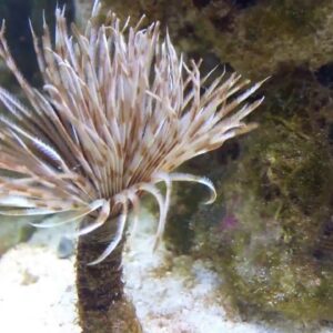 Sabellastarte Caribe (Plumero)