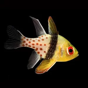 Sphaeramia Nematoptera (Pijama)