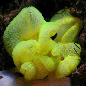 Stichodactyla Haddoni (Amarilla)