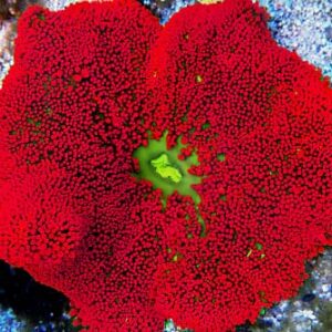 Stichodactyla Haddoni Roja