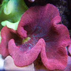 Stichodactyla Haddoni (Purple)