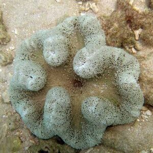 Stichodactyla haddoni (Anemona alfombra)