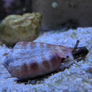 Strombus Luhanus (Caracol)