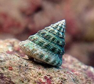 Tectus Fenestratus (Caracol)