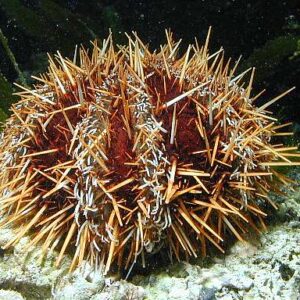 Tripneustes Gratilla