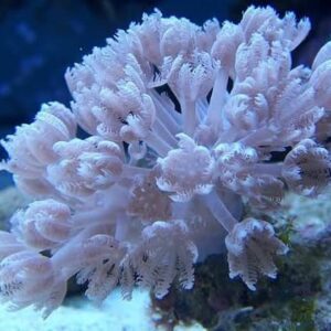 Xenia Pulsante (Frag)