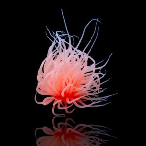 Cerianthus (Anemona)