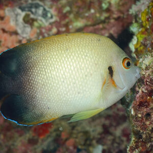 Centropyge Vroliki (Pigmeo)