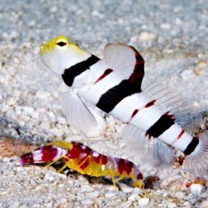 Stonogobiops Drácula