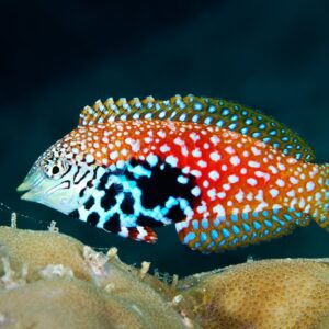 Macropharyngodon Bipartitus (Hembra)