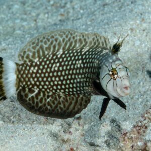 Novaculichthys Taeniourus