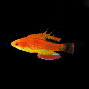 Paracheilinus Carpenteri (Flasher)