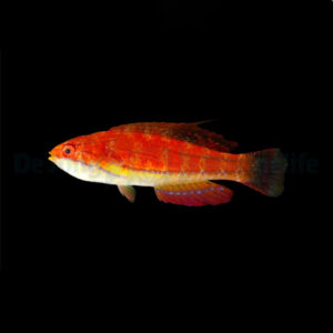 Paracheilinus Mccoskeri (Leopardo)