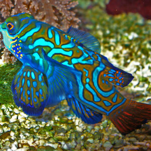 Synchiropus Splendidus (Hembra)