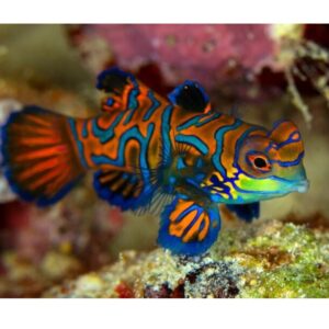 Synchiropus Splendidus (Rojo)